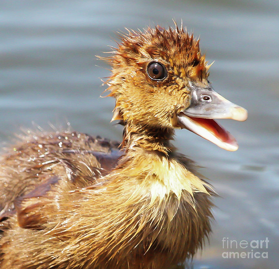 Happy Duckling Photograph by Joanne Carey