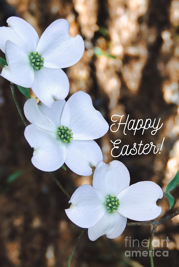 Happy Easter #dogwood Photograph by Andrea Anderegg