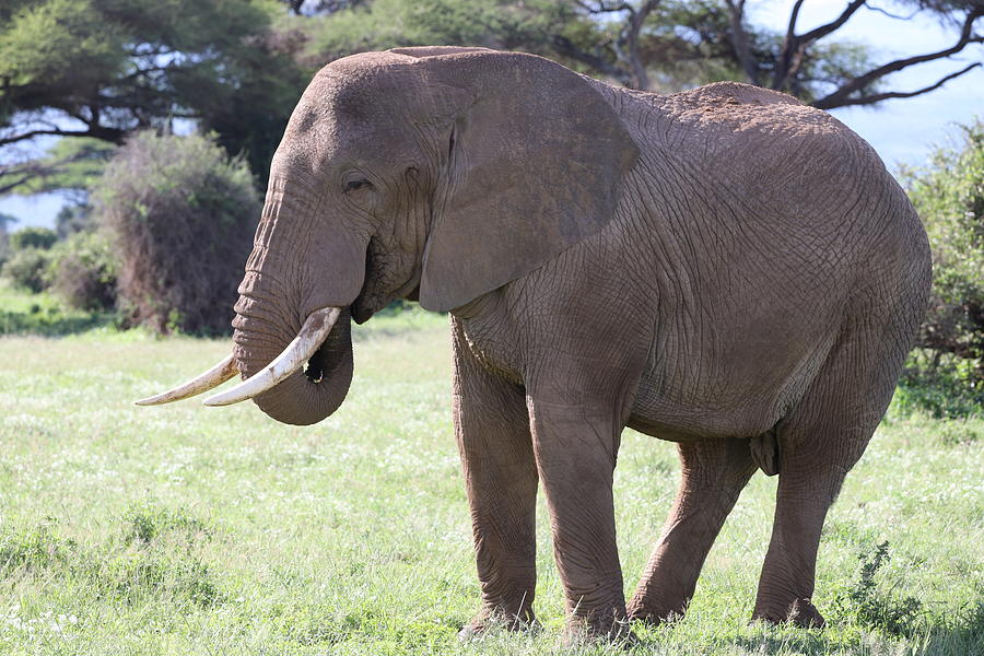 Happy Elephant Photograph By Katherine Selander - Fine Art America