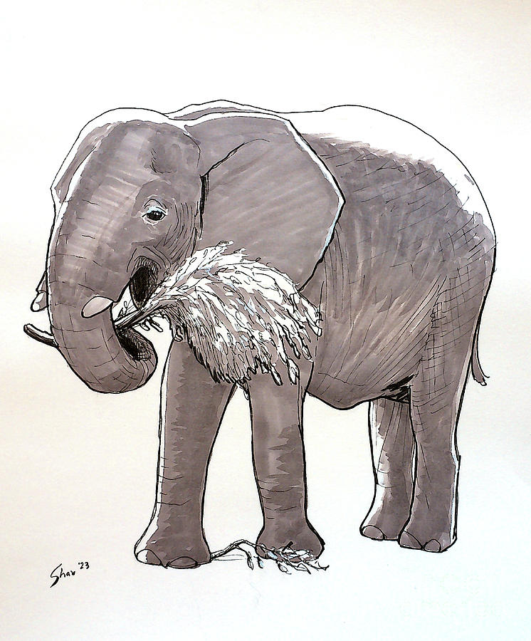 Happy Elephant Drawing by Rohvannyn Shaw