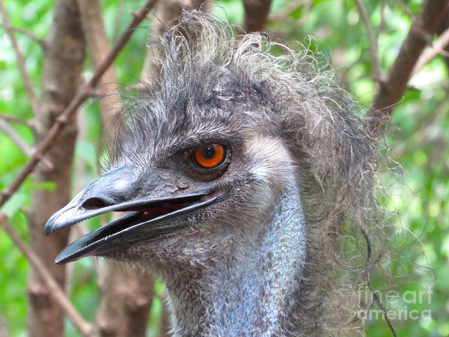 Happy Emu Photograph By Luke Facinelli Fine Art America