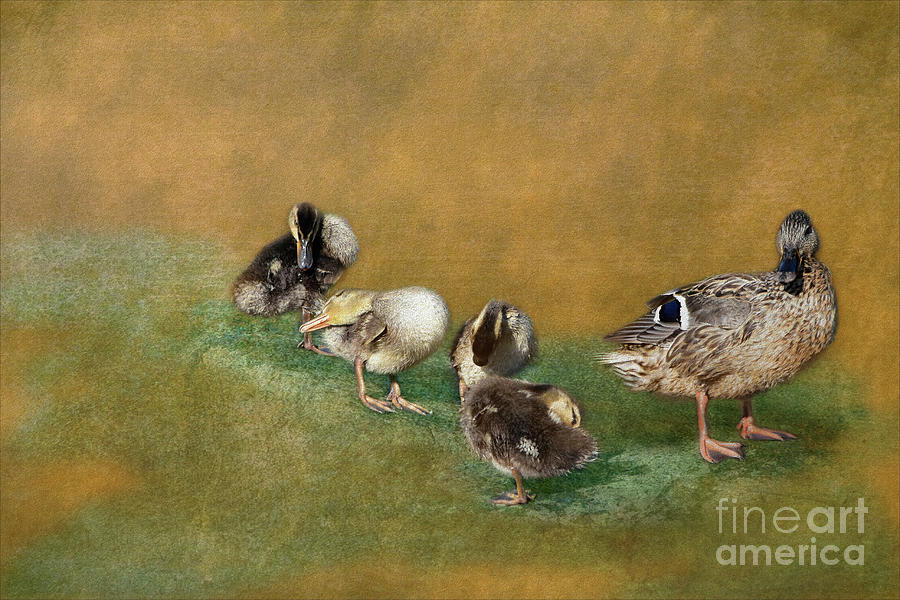 Happy Family - Mallard Ducks Photograph by Yvonne Johnstone