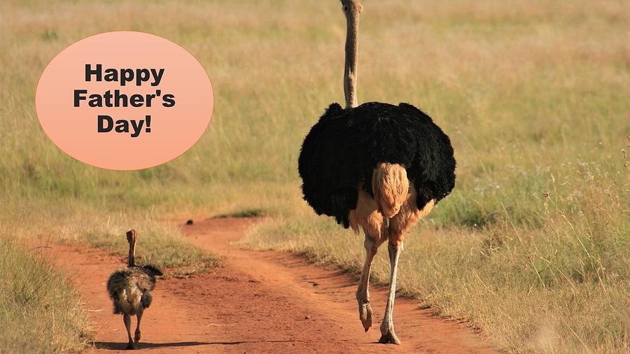 Happy Fathers Day Ostrich Family Mixed Media by Nancy Ayanna Wyatt