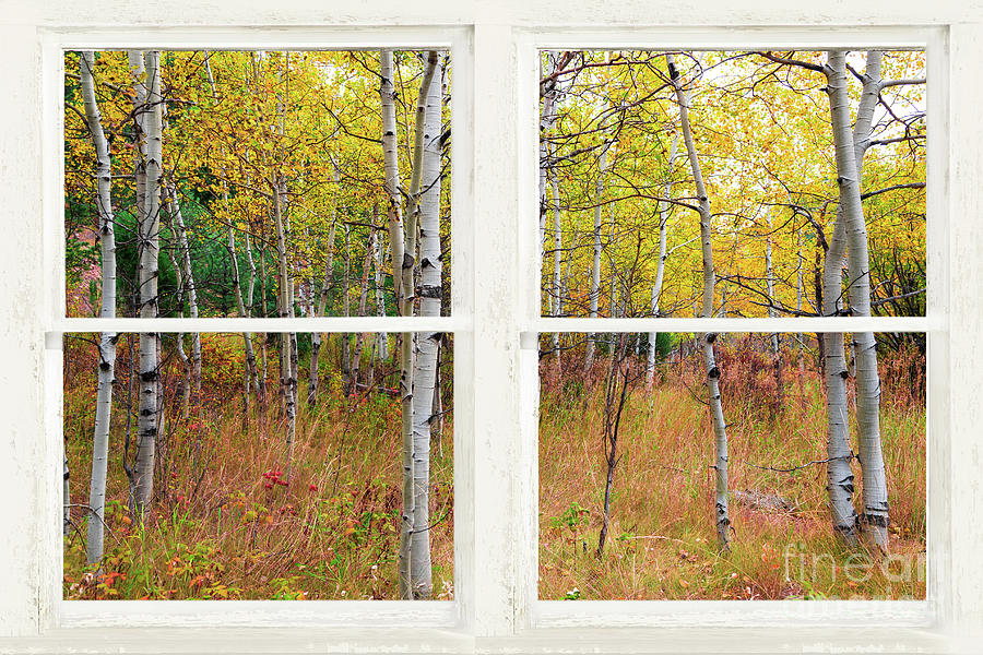 Happy Forest Rustic Window View Photograph by James BO Insogna