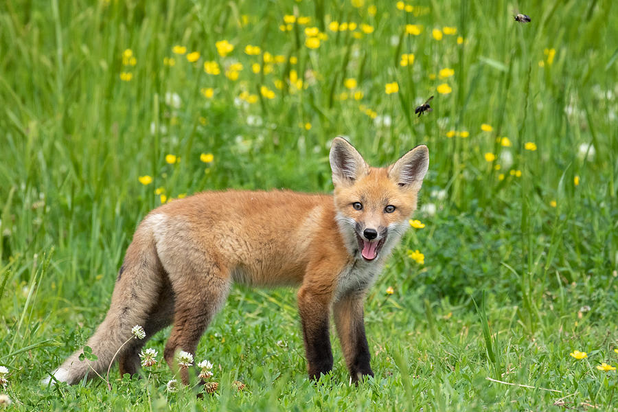 Happy Fox and Bees Photograph by Stacey Reid