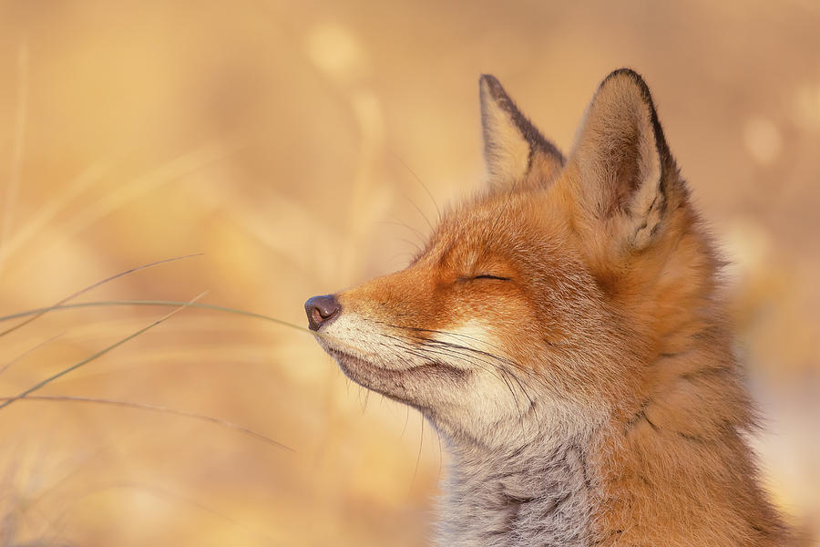 Wildlife Photograph - Happy Fox - Bliss by Roeselien Raimond