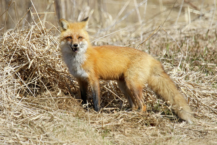 Happy Fox Photograph by Brook Burling