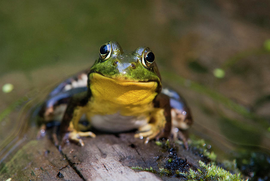 Happy Frog Photograph by Christina Rollo