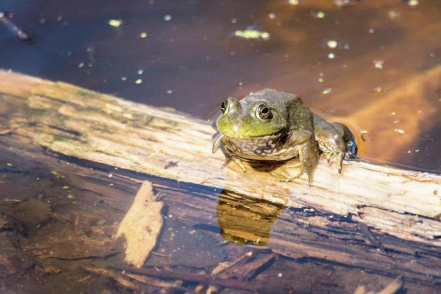 Happy Frog On A Log Photograph by Debra Martz