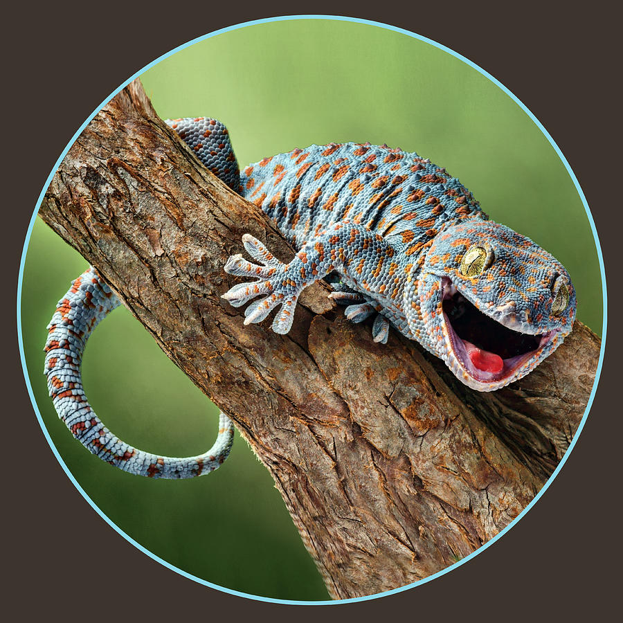 Happy Gecko - Transparent - Round Photograph by Nikolyn McDonald