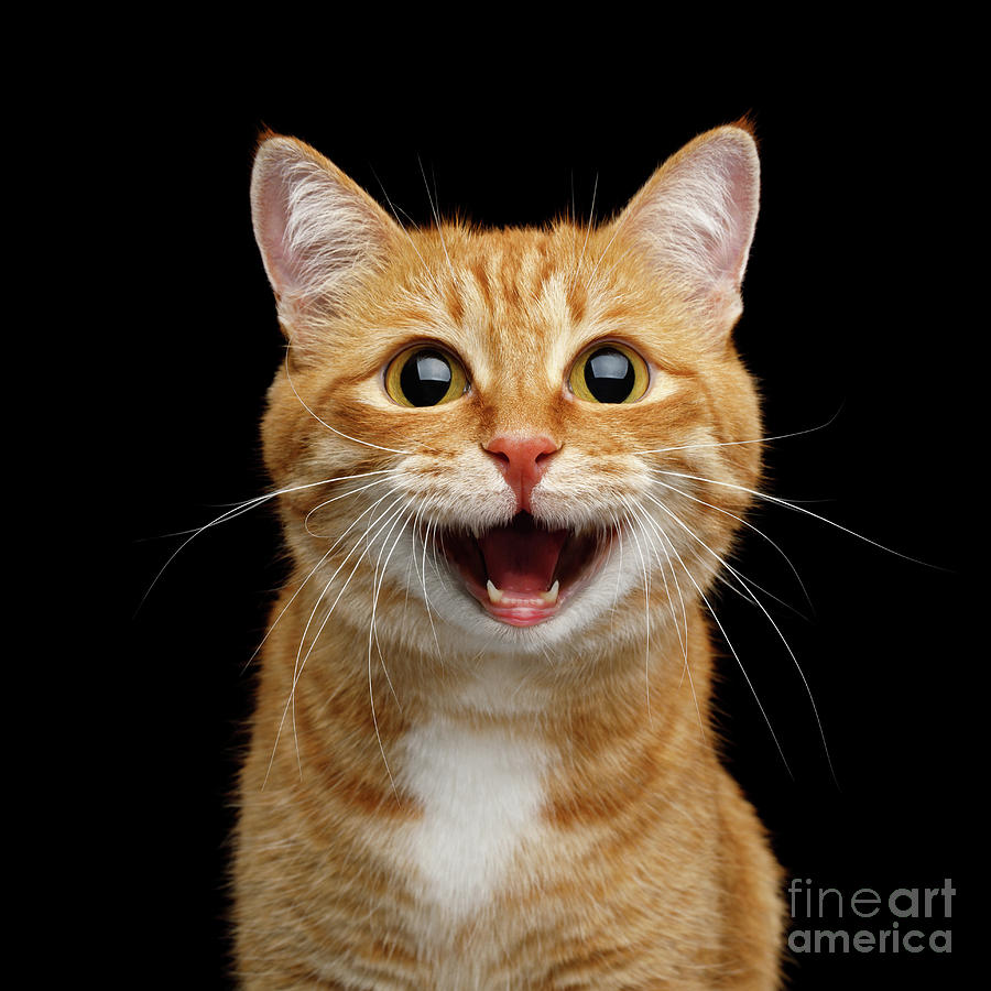 Happy Ginger Cat  Photograph by Sergey Taran