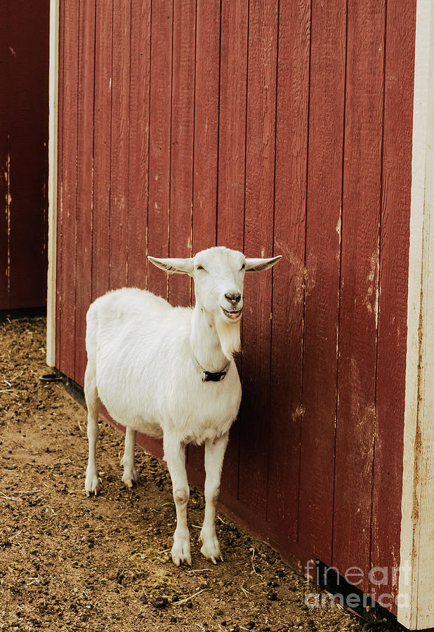 Happy Goat Photograph by Ana V Ramirez