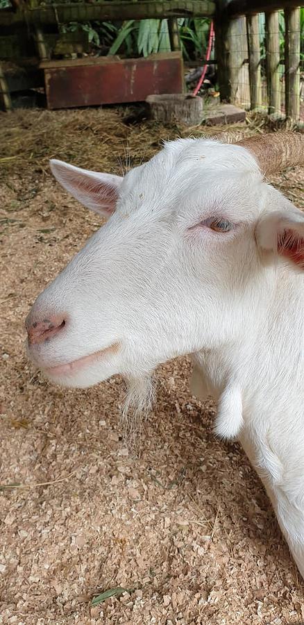 Happy Goat Photograph by Marvin Solorzano - Fine Art America