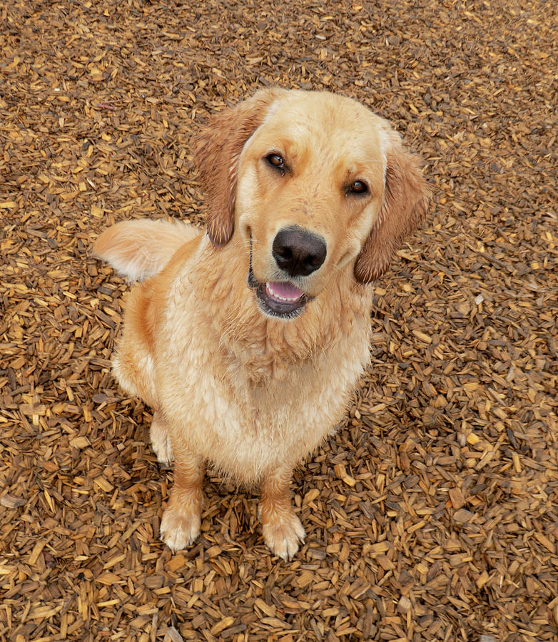 Dog Photograph - Happy Golden Retriever by Phil And Karen Rispin