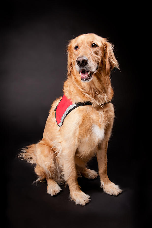 Happy Golden Retriever Rescue Dog Photograph by Jovanka_Novakovic