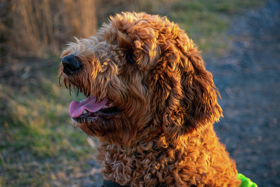 Happy Goldendoodle awaiting a treat Photograph by Vania Nettleford ...