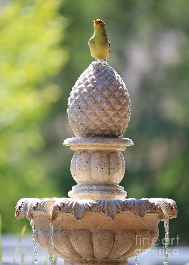 Happy Goldfinch on Fountain Photograph by Carol Groenen