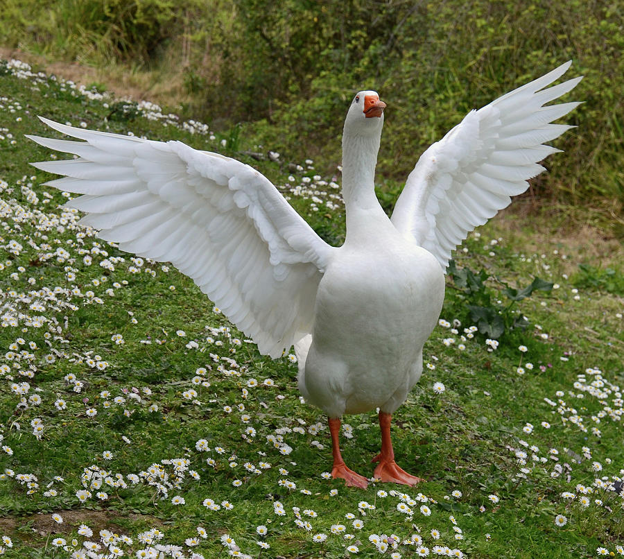 Happy Goose Photograph By Nicola Fusco Pixels