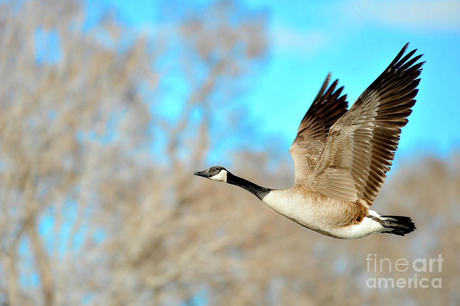 Happy Goose Photograph By Susanne Pence Pixels