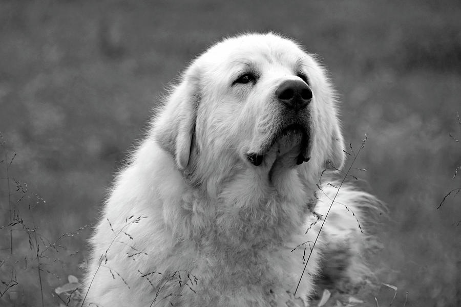 Happy Great Pyrenees in Black and White Photograph by Mike Murdock