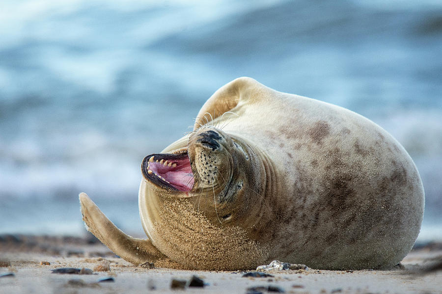 Happy Grey Seal smiling Photograph by Gareth Parkes