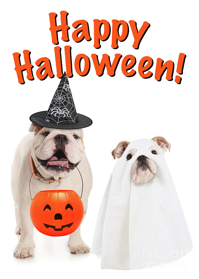 Happy Halloween Dogs Photograph by Jt PhotoDesign Pixels