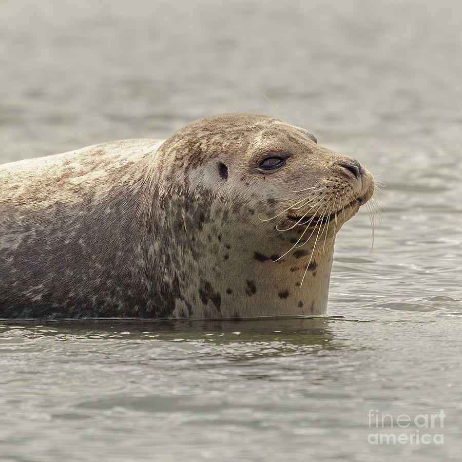 Summer Photograph - Happy Harbor Seal in Puget Sound by Nancy Gleason