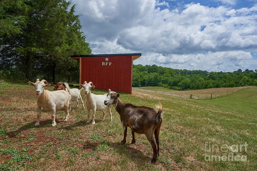 Happy Herd Photograph by Brian Kamprath