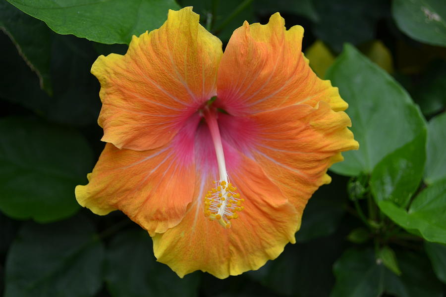 Happy Hibiscus Photograph by Hannah Musser - Fine Art America