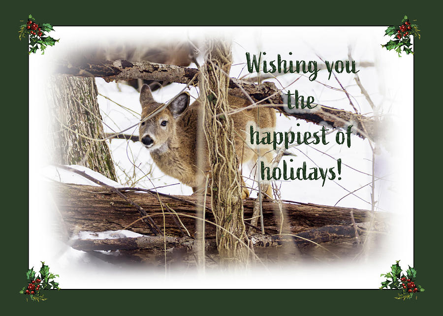 Happy Holiday Greeting Card Whitetail Deer Photograph by Carol Senske