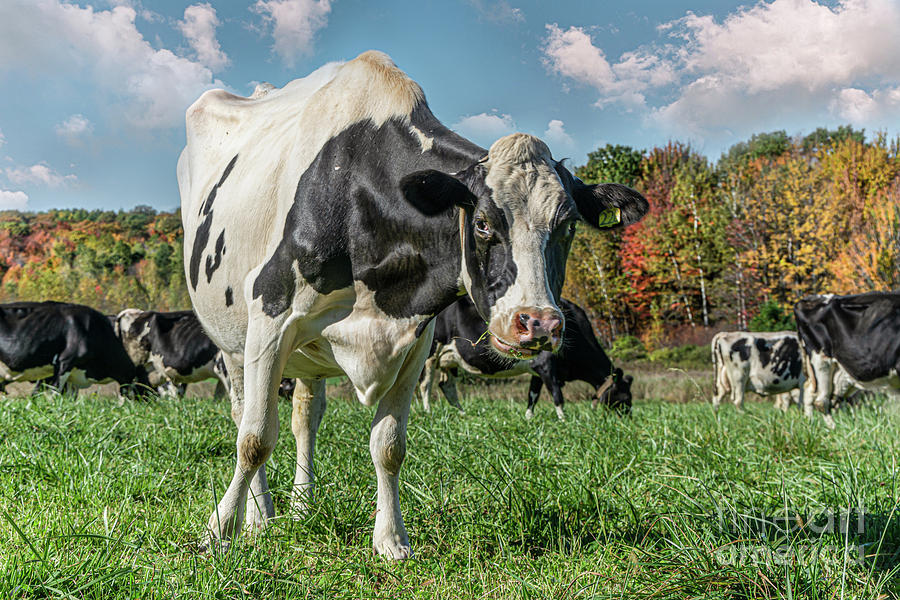 Happy Holsteins Photograph by Amfmgirl Photography