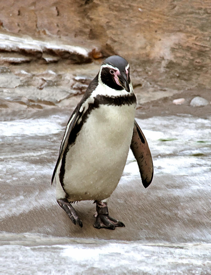 Happy Humboldt Penguin Photograph by Sea Change Vibes