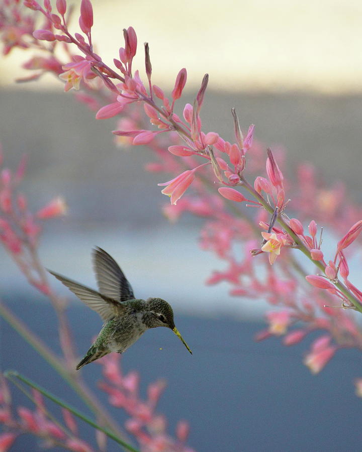 Happy Hummer Photograph by Marilyn Smith