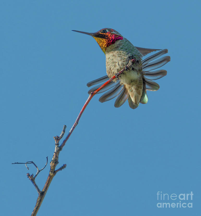 Happy Hummer Photograph by Nick Boren