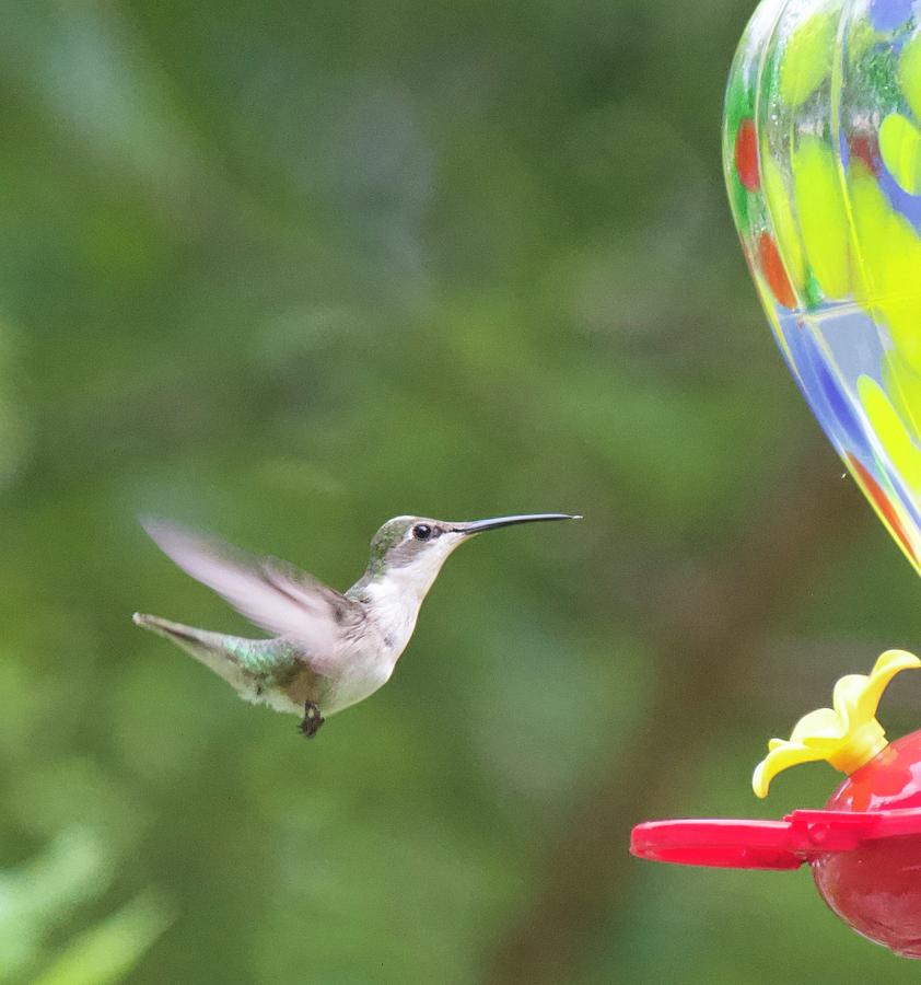 Happy Hummingbird Photograph by Lyn Steuart - Fine Art America