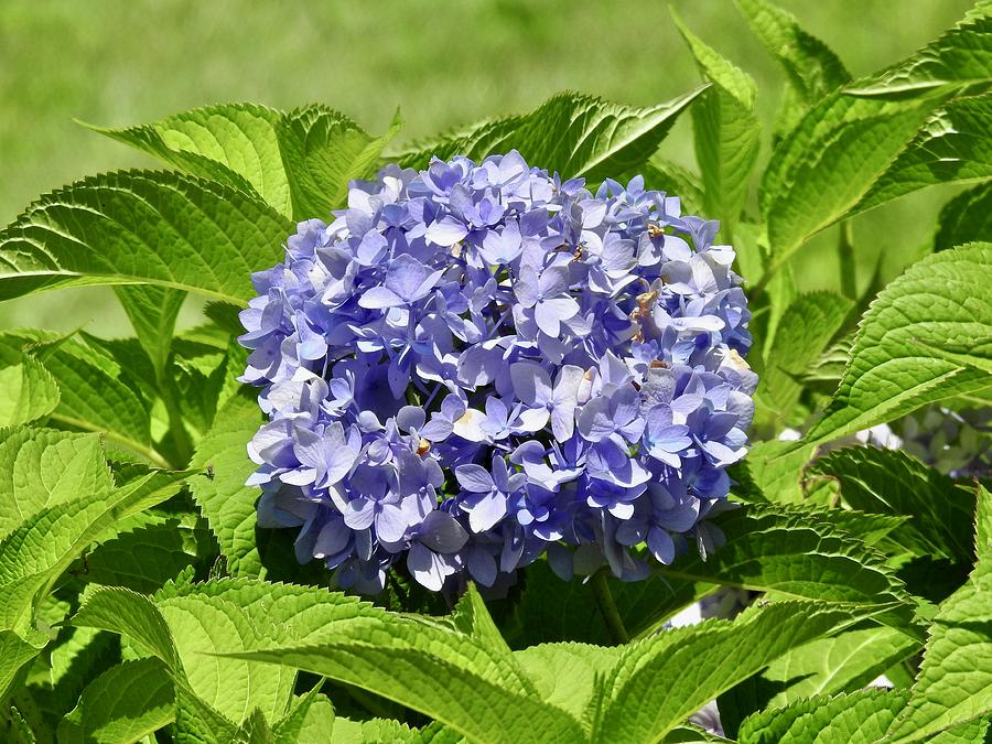 Happy Hydrangea Photograph by Kathy Chism