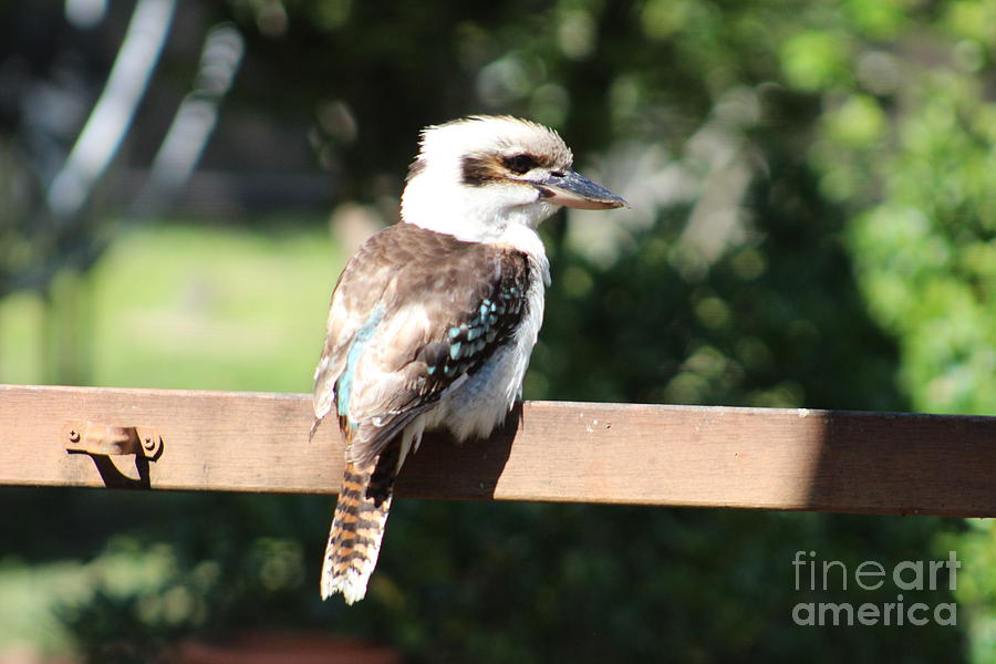 An Australian kookaburra or Laughing Jackass perched in a gum tree Stock  Photo - Alamy