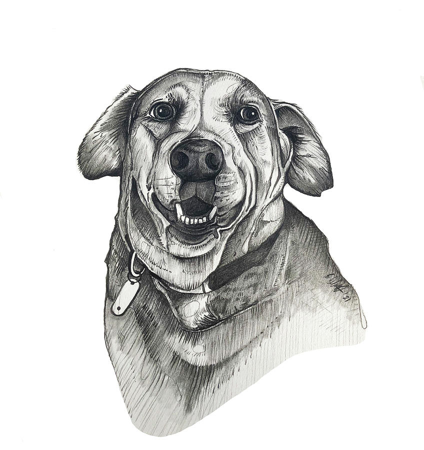 Happy Labrador Drawing by Creative Spirit