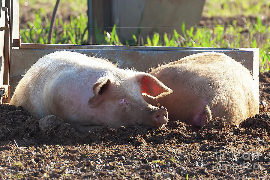 Happy landrace pig laying in mud smiling Photograph by Simon Bratt