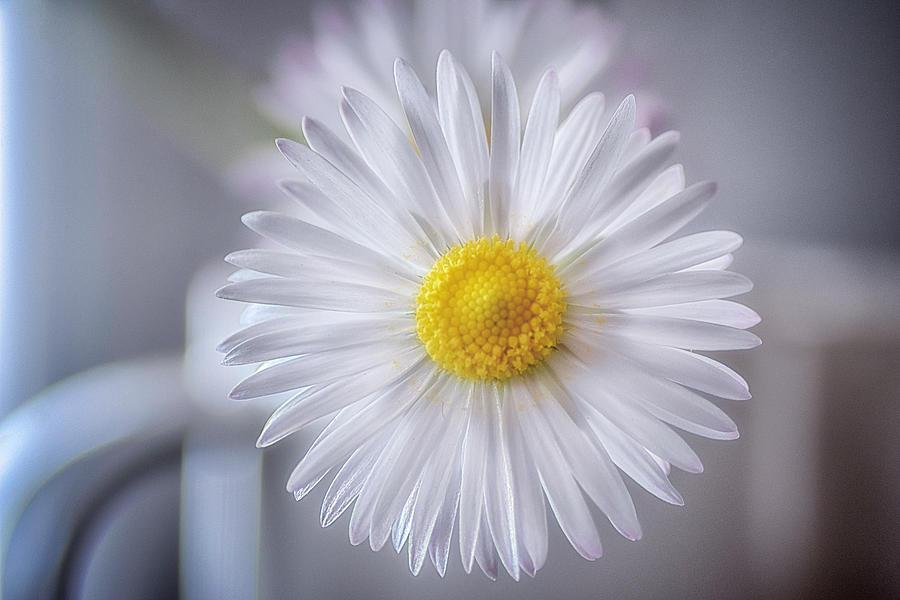 Happy little Daisy Photograph by Wolfgang Stocker