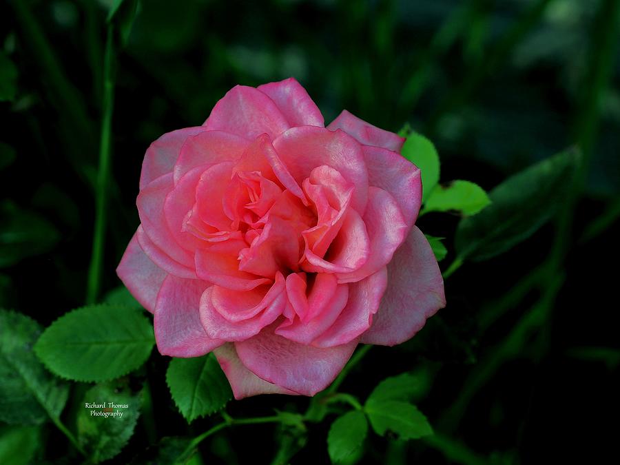 Happy Little Rose Photograph by Richard Thomas