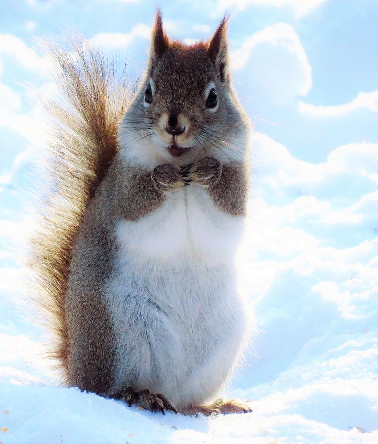 Happy Little Squirrel  Photograph by Lori Frisch