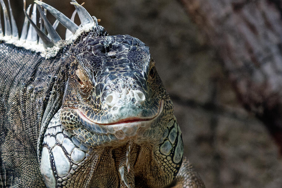 Happy lizard Photograph by Jon Madison