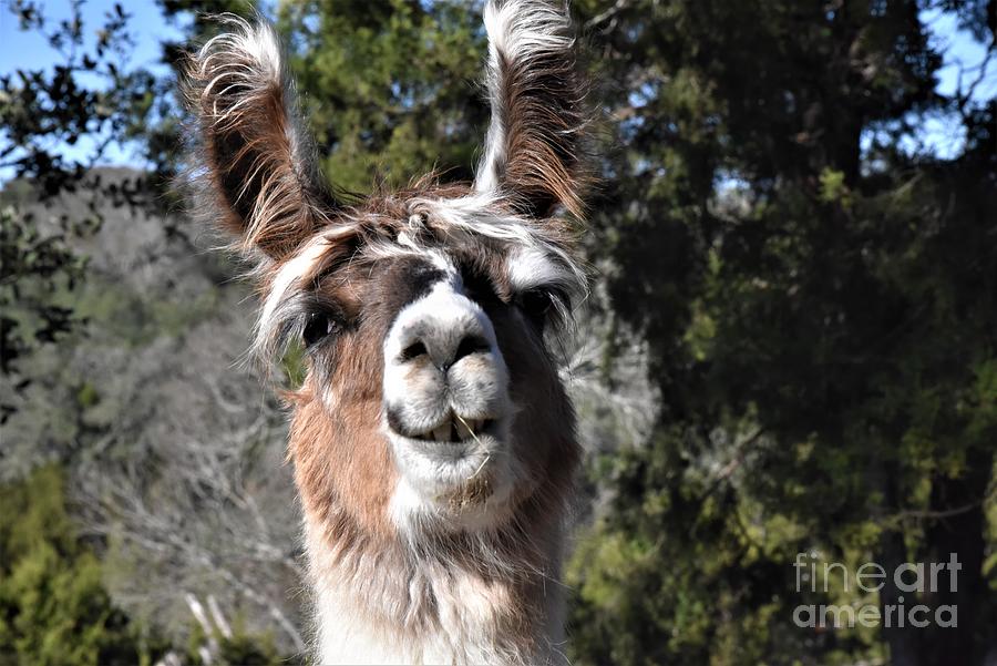 Happy Llama Photograph by Leo Sopicki