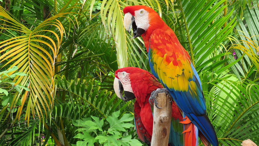 Happy Macaws Photograph by Gnu Attitude - Pixels