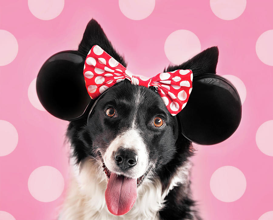 Happy Minnie Mouse Border Collie Photograph by Hillary Kladke
