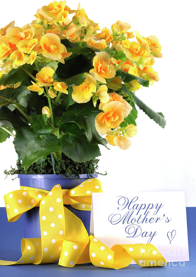 Happy Mothers Day beautiful yellow Begonia potted plant gift with yellow flowers Photograph by Milleflore Images