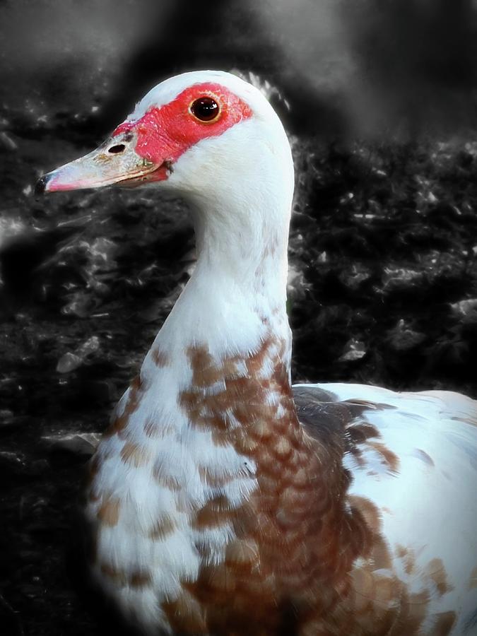 Happy Muscovy Duck  Photograph by Ally White