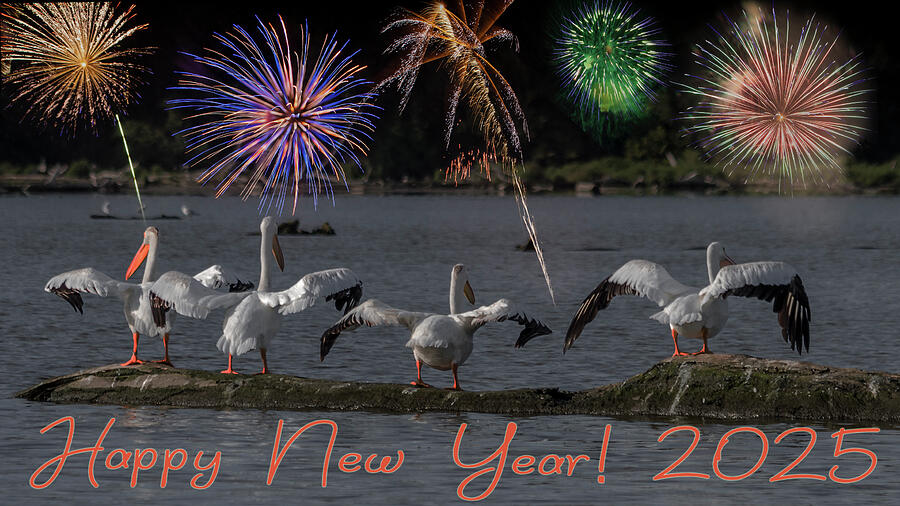 Happy New Year - Four Pelicans Photograph