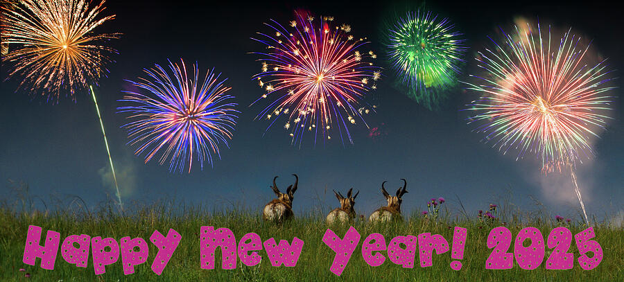 Happy New Year - Pronghorns Photograph by Patti Deters